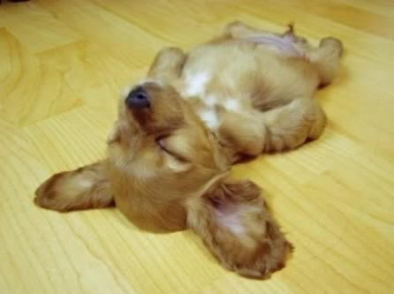Dogs Sleeping Forum • View topic - Inspirational, Life, Funny & Passive  Aggressive Quotes